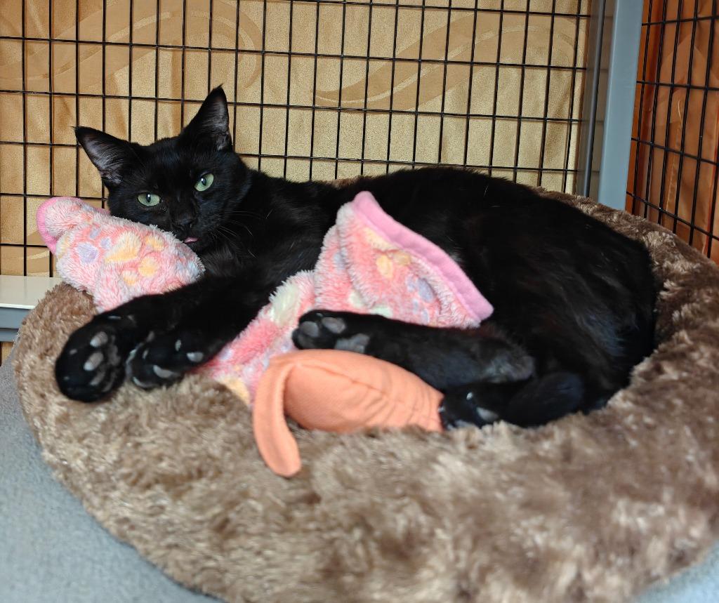 Enlarge Juno, a Adoptable mixed breed in Grants Pass, OR image 2/3