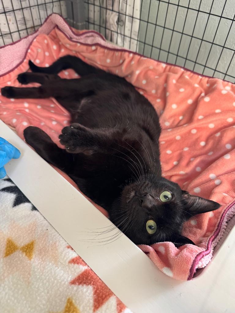 Enlarge Juno, a Adoptable mixed breed in Grants Pass, OR image 3/6