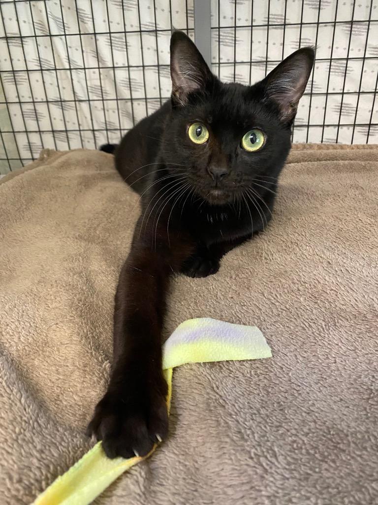 Enlarge Juno, a Adoptable mixed breed in Grants Pass, OR image 4/6