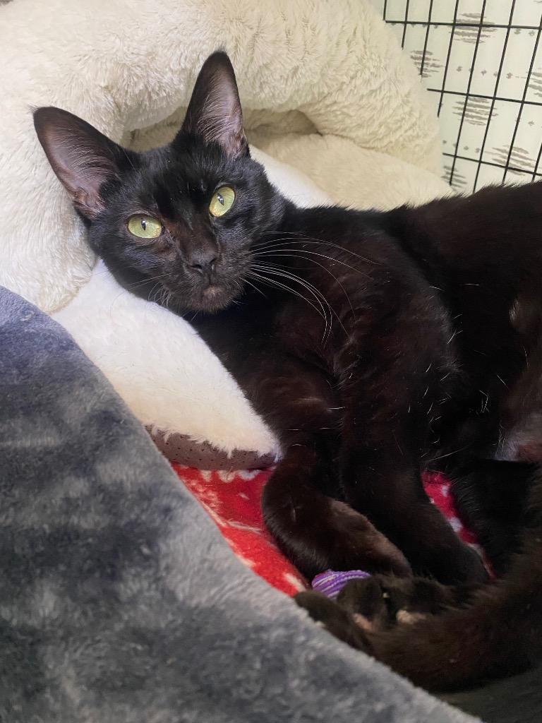 Enlarge Juno, a Adoptable mixed breed in Grants Pass, OR image 3/3