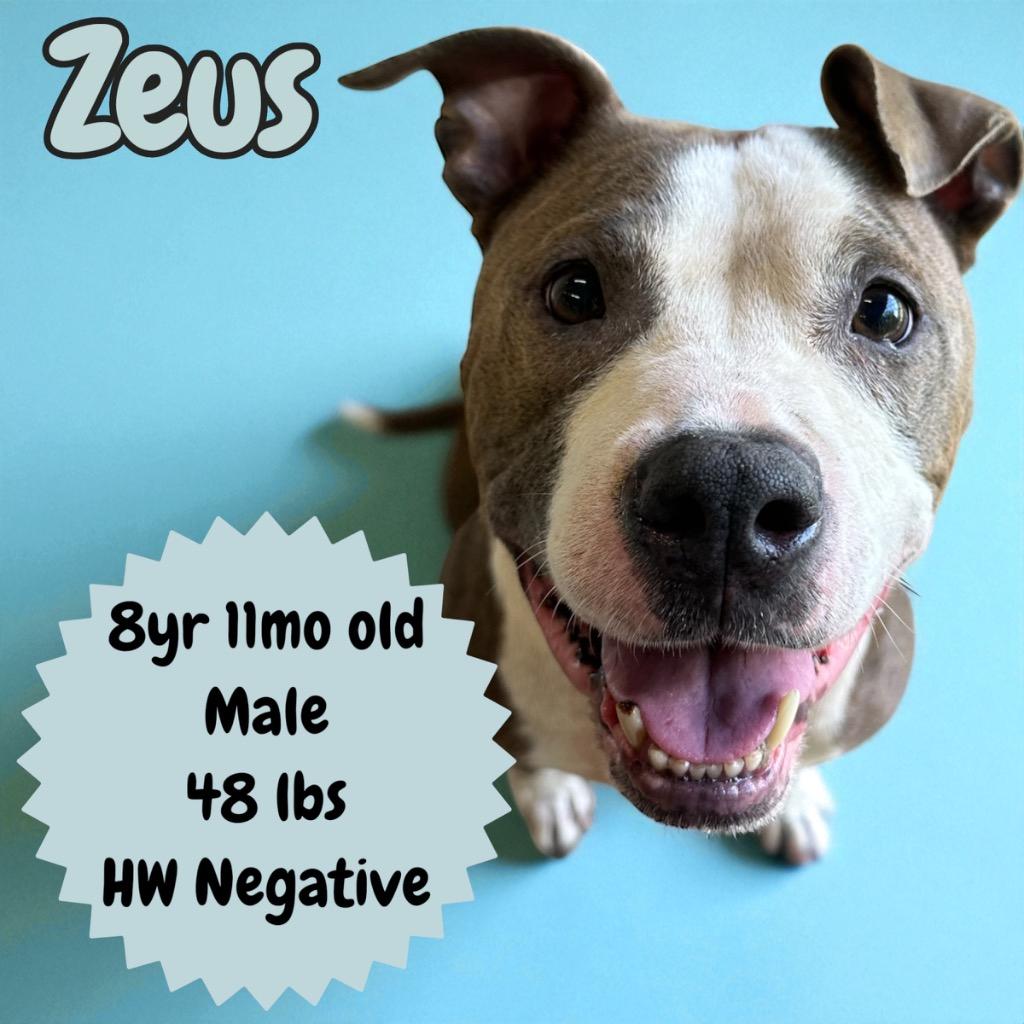 Saxophone (Zeus), a Adopted mixed breed in Sorrento, LA image 1/2