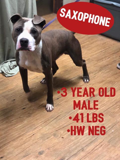 Saxophone (Zeus), a Adopted mixed breed in Sorrento, LA image 2/2