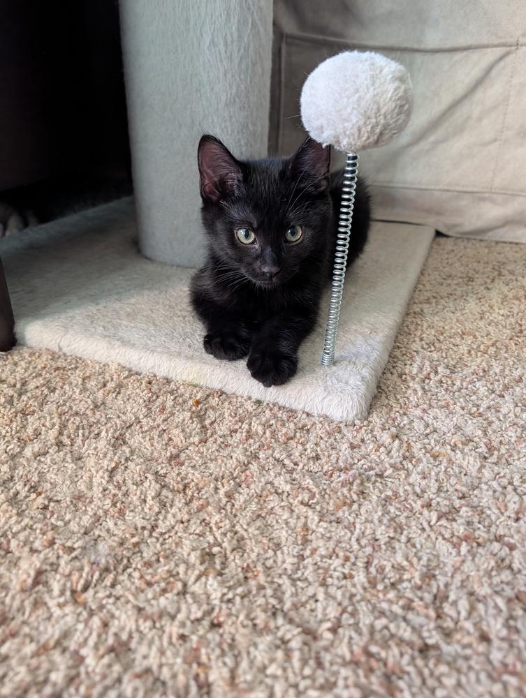 Guacamole, Adoptable, Kitten Male Domestic Short Hair.