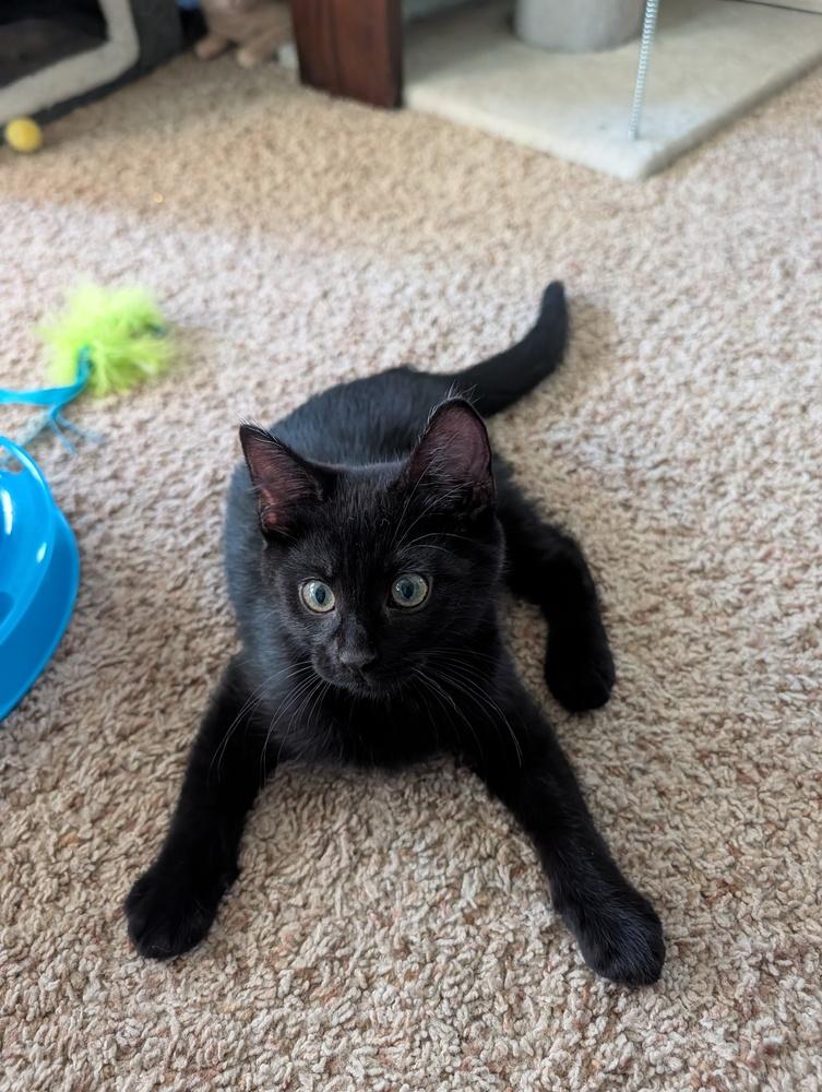 Guacamole, a Adoptable mixed breed in Westfield, WI image 2/3