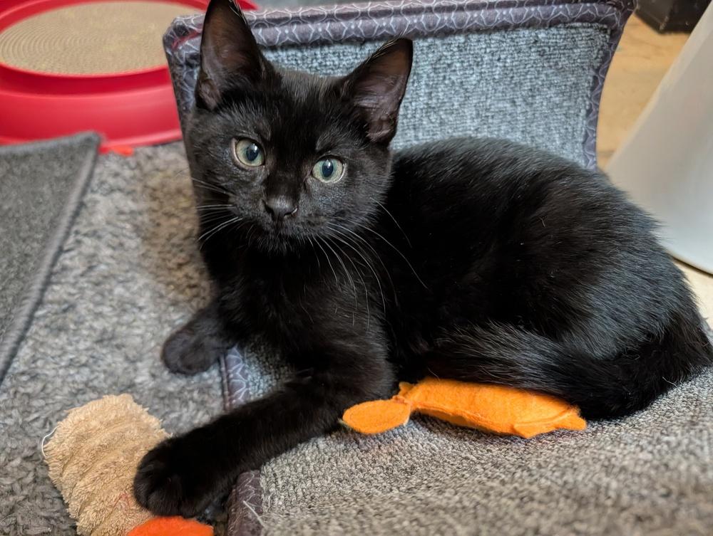 Guacamole, a Adoptable mixed breed in Westfield, WI image 3/3