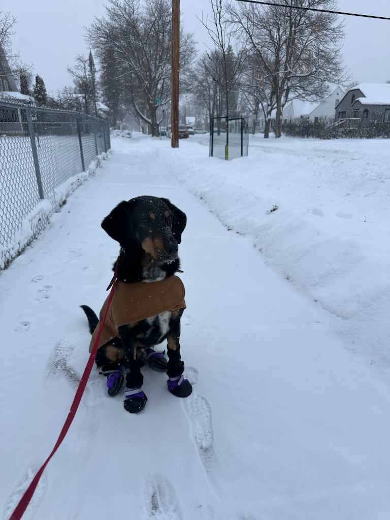 Dog for adoption Katya Courtesy Listing see info, a Plott Hound Mix in Polson, MT Petfinder