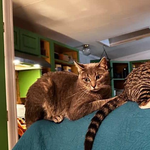 Enlarge Faygo, a Adoptable Domestic Short Hair in Belleville, IL image 2/6