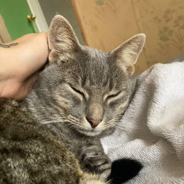 Enlarge Faygo, a Adoptable Domestic Short Hair in Belleville, IL image 3/6