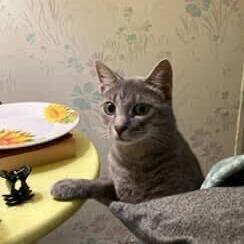 Enlarge Faygo, a Adoptable Domestic Short Hair in Belleville, IL image 4/6