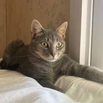 Enlarge Faygo, a Adoptable Domestic Short Hair in Belleville, IL image 5/6