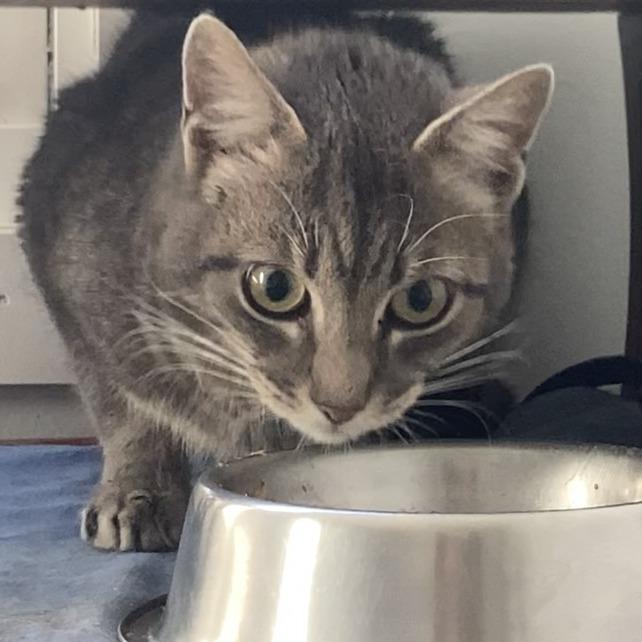 Enlarge Faygo, a Adoptable Domestic Short Hair in Belleville, IL image 6/6