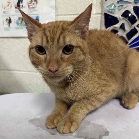 Enlarge JC, a Adoptable Domestic Short Hair in Pensacola, FL image 1/1