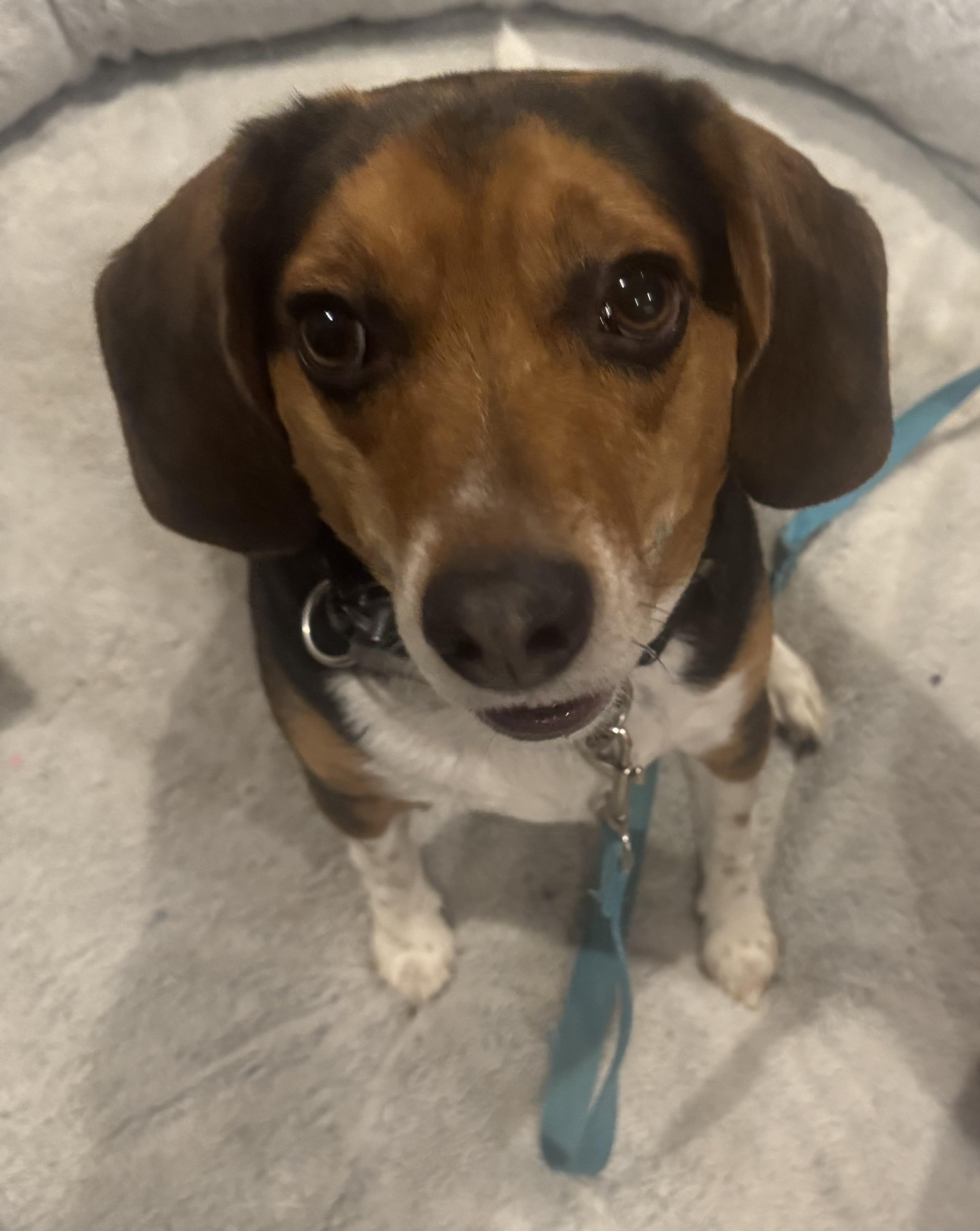 Enlarge Benji , a ADOPTABLE mixed breed in Newfoundland, NJ image 1/6