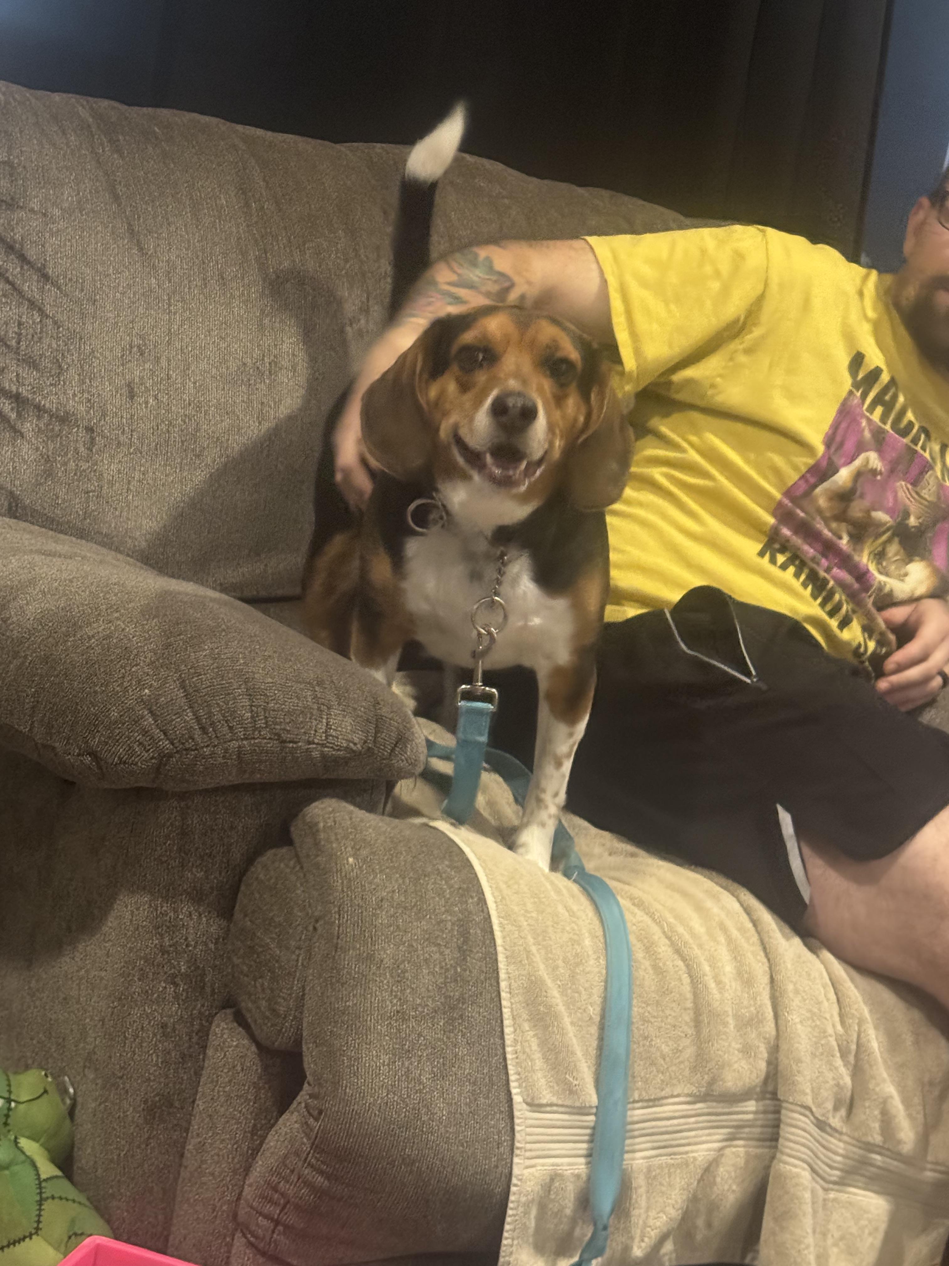 Enlarge Benji , a ADOPTABLE mixed breed in Newfoundland, NJ image 2/6