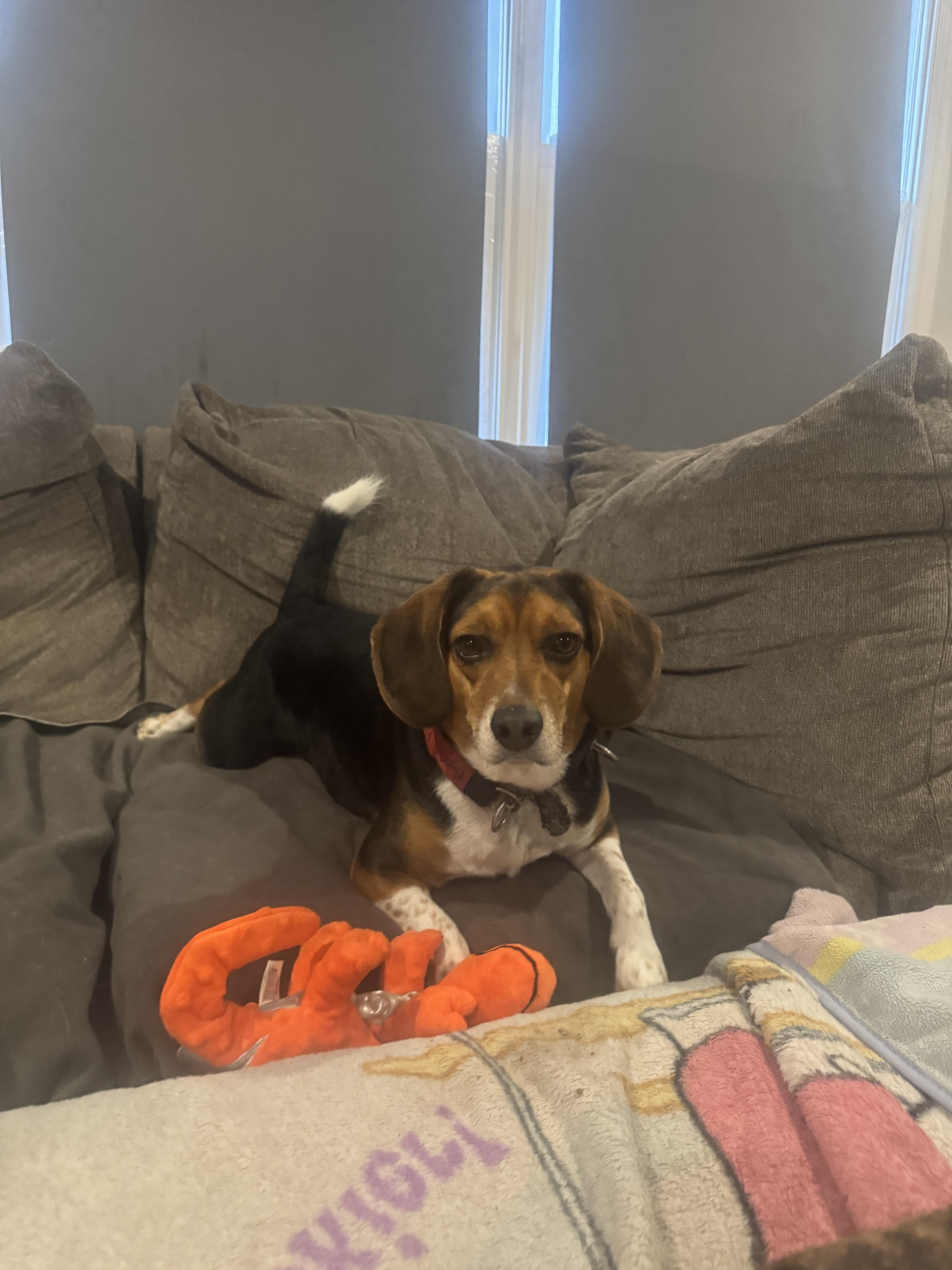 Enlarge Benji , a ADOPTABLE mixed breed in Newfoundland, NJ image 3/6