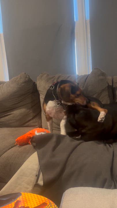 Enlarge Benji , a ADOPTABLE mixed breed in Newfoundland, NJ video 5/6