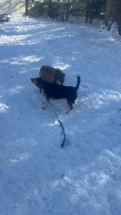 Enlarge Benji , a ADOPTABLE mixed breed in Newfoundland, NJ video 6/6