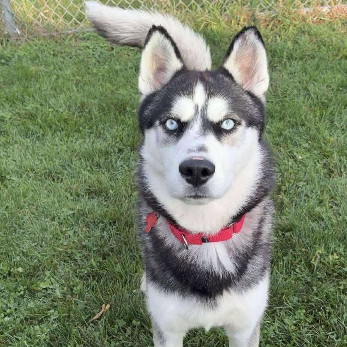 Gio