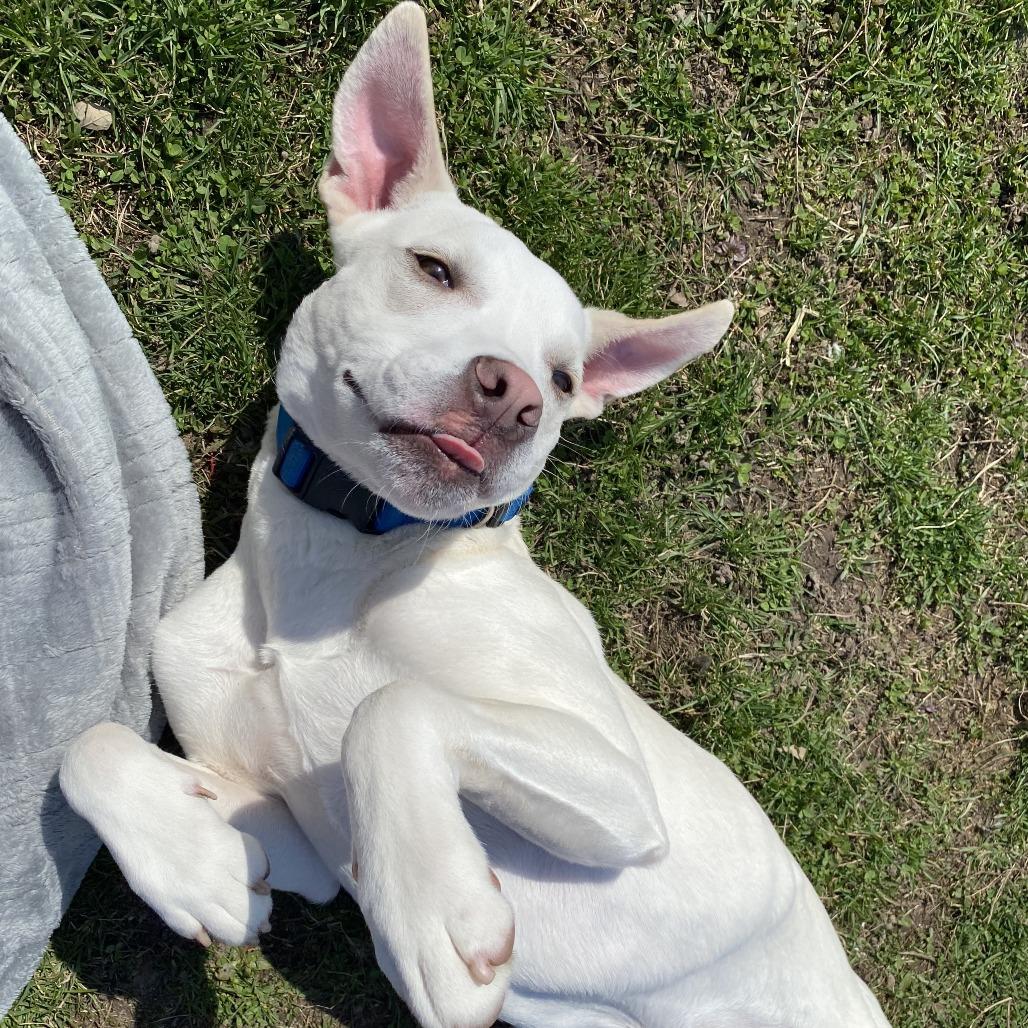 Pistachio, Adoptable, Young Male Mixed Breed.