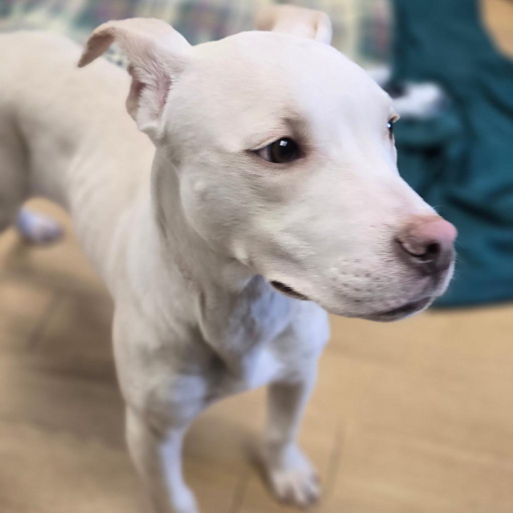 Enlarge Pistachio, a Adoptable Mixed Breed in East Hanover, NJ image 1/6