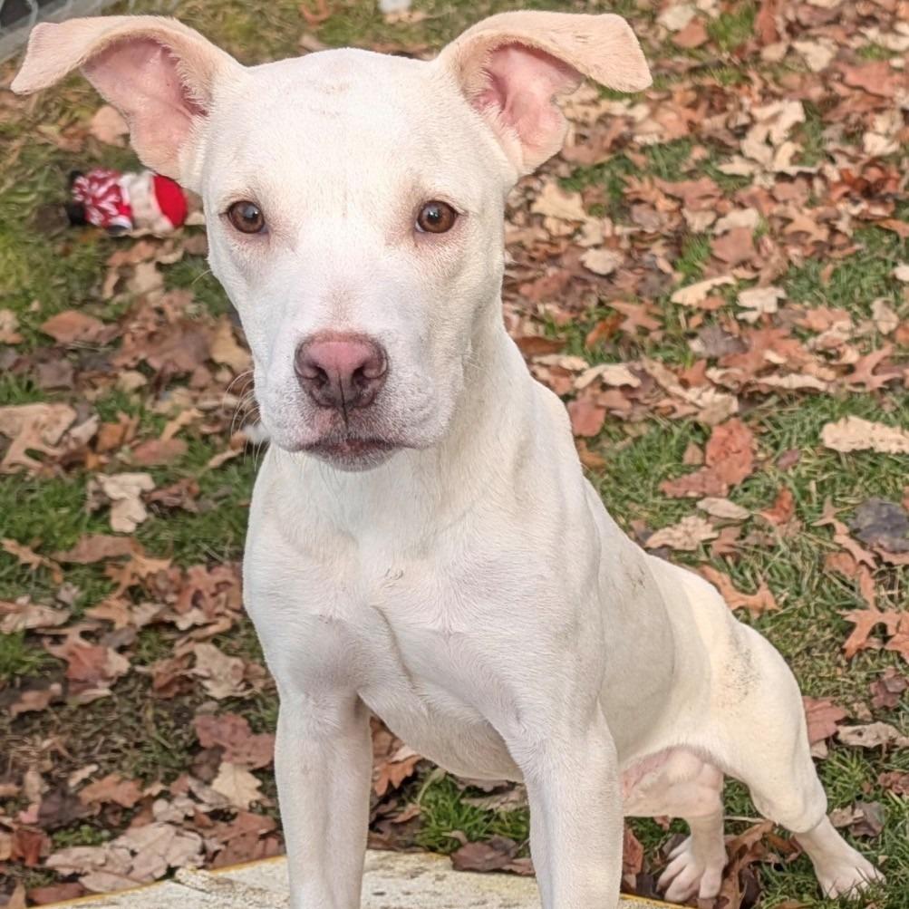 Enlarge Pistachio, a Adoptable Mixed Breed in East Hanover, NJ image 2/6