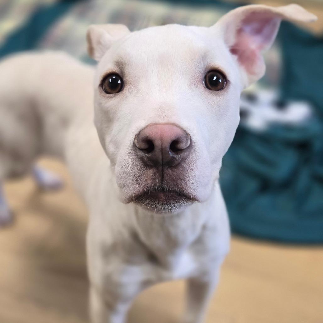 Enlarge Pistachio, a Adoptable Mixed Breed in East Hanover, NJ image 3/6