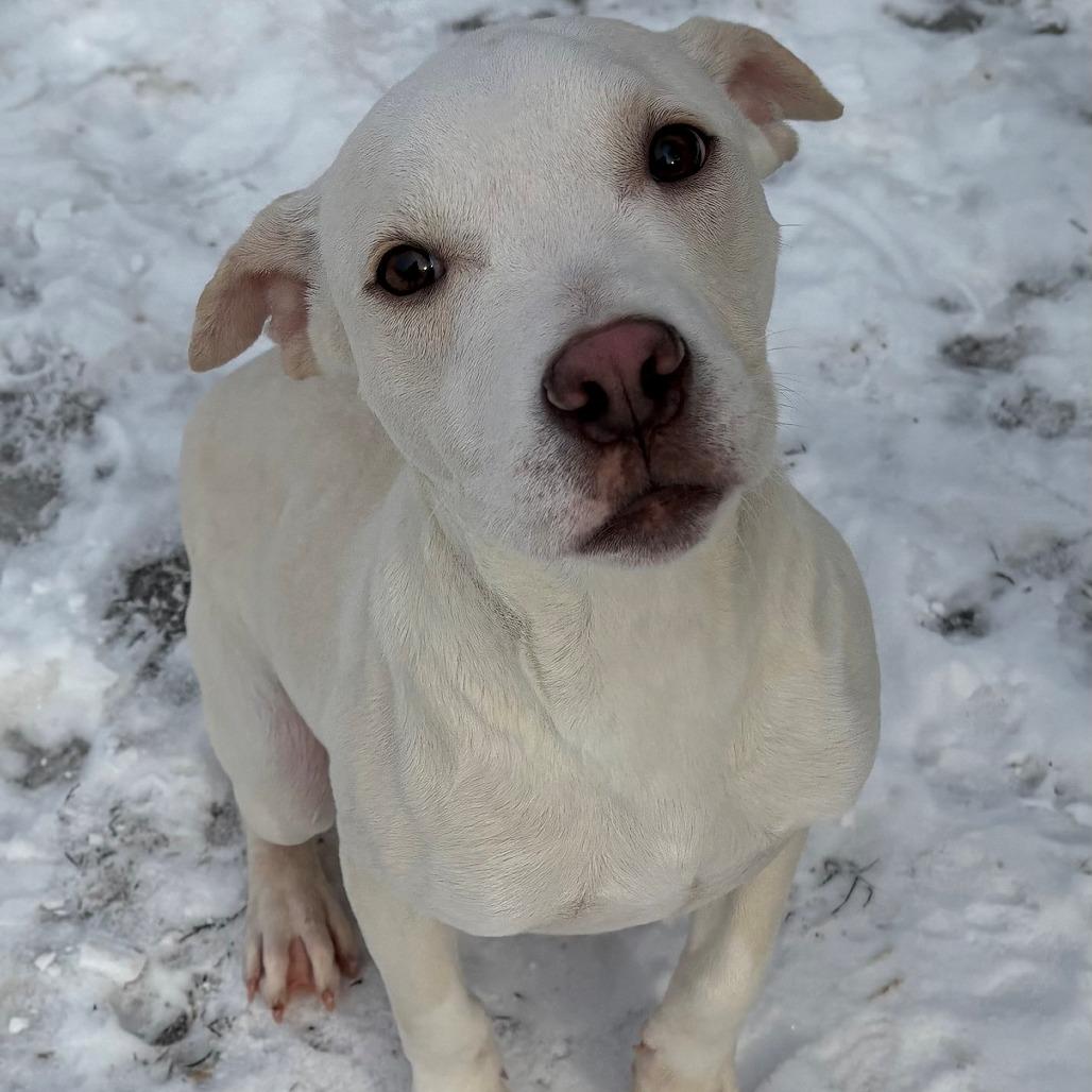 Enlarge Pistachio, a Adoptable Mixed Breed in East Hanover, NJ image 5/6
