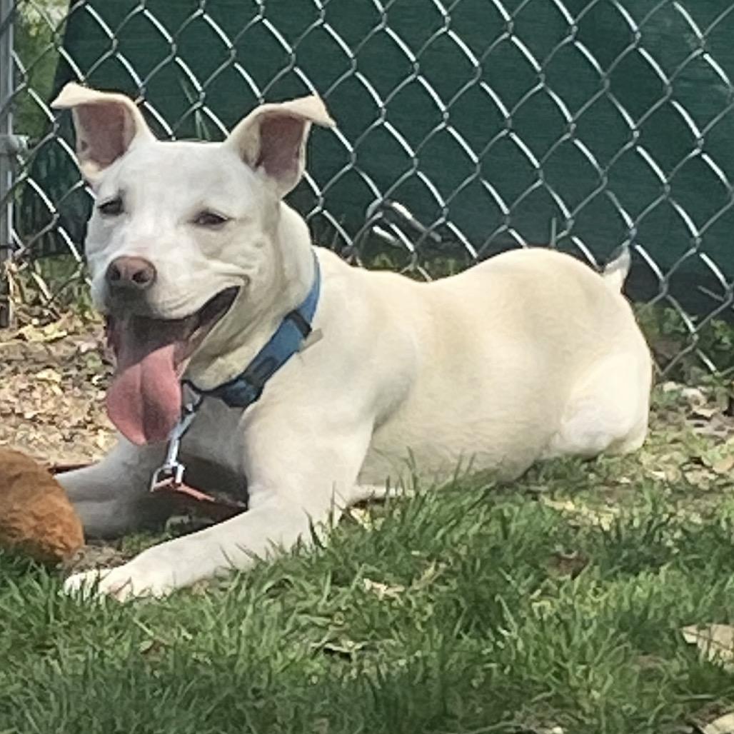 Enlarge Pistachio, a Adoptable Mixed Breed in East Hanover, NJ image 6/6