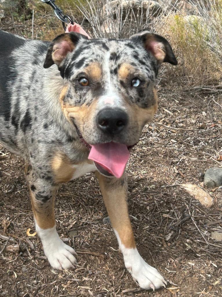 Catan, Adoptable, Young Male Catahoula Leopard Dog.