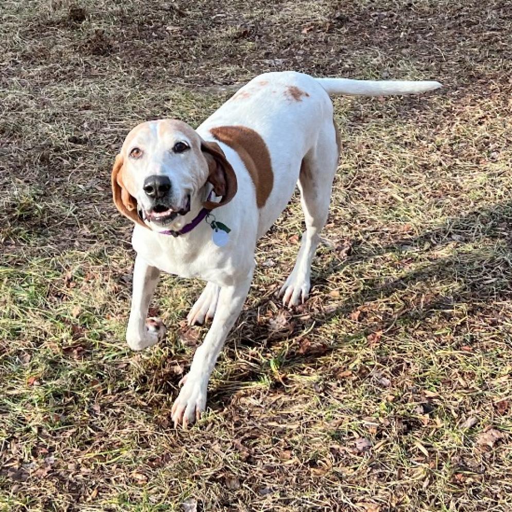 Shelby, a Adoptable American Foxhound in Stokesdale, NC image 1/2