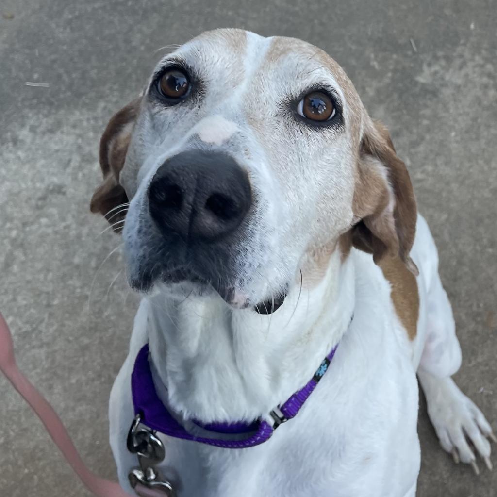 Shelby, a Adoptable American Foxhound in Stokesdale, NC image 2/2