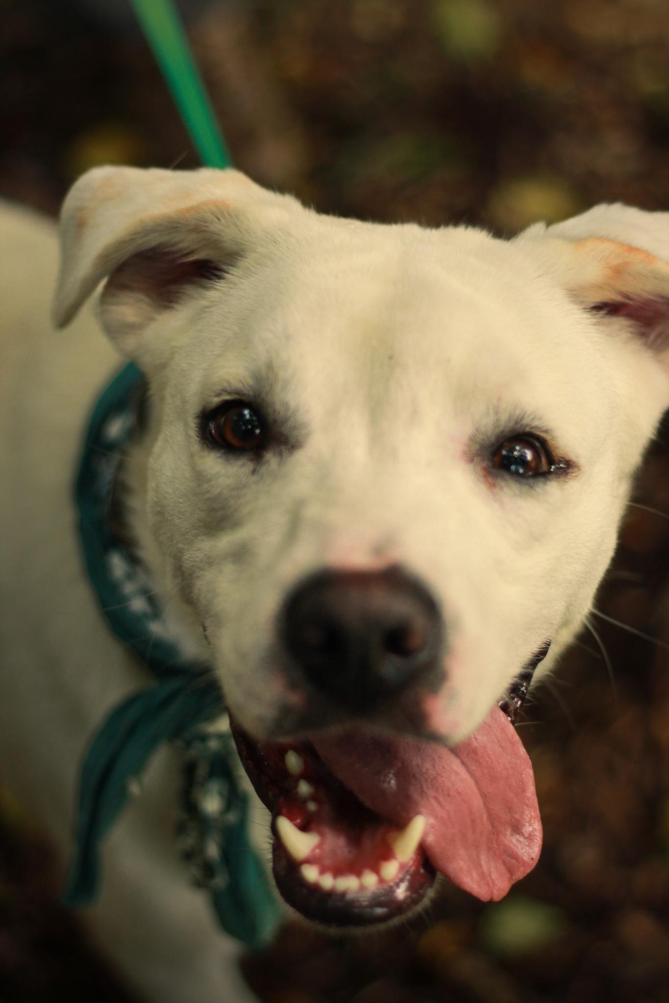 Enlarge Apollo, a Adoptable mixed breed in Spencer, IN image 1/1