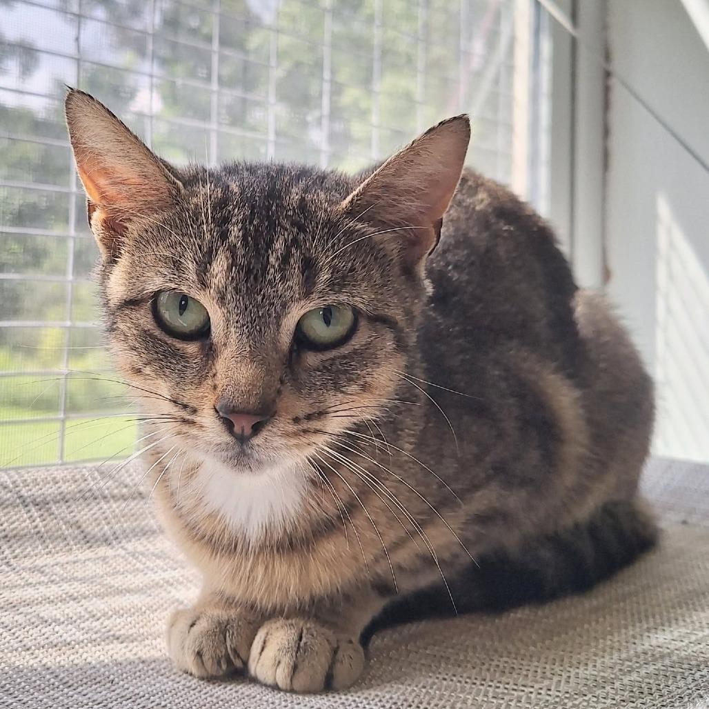 Enlarge Vintage, a Adoptable Domestic Short Hair in Attica, NY image 1/2