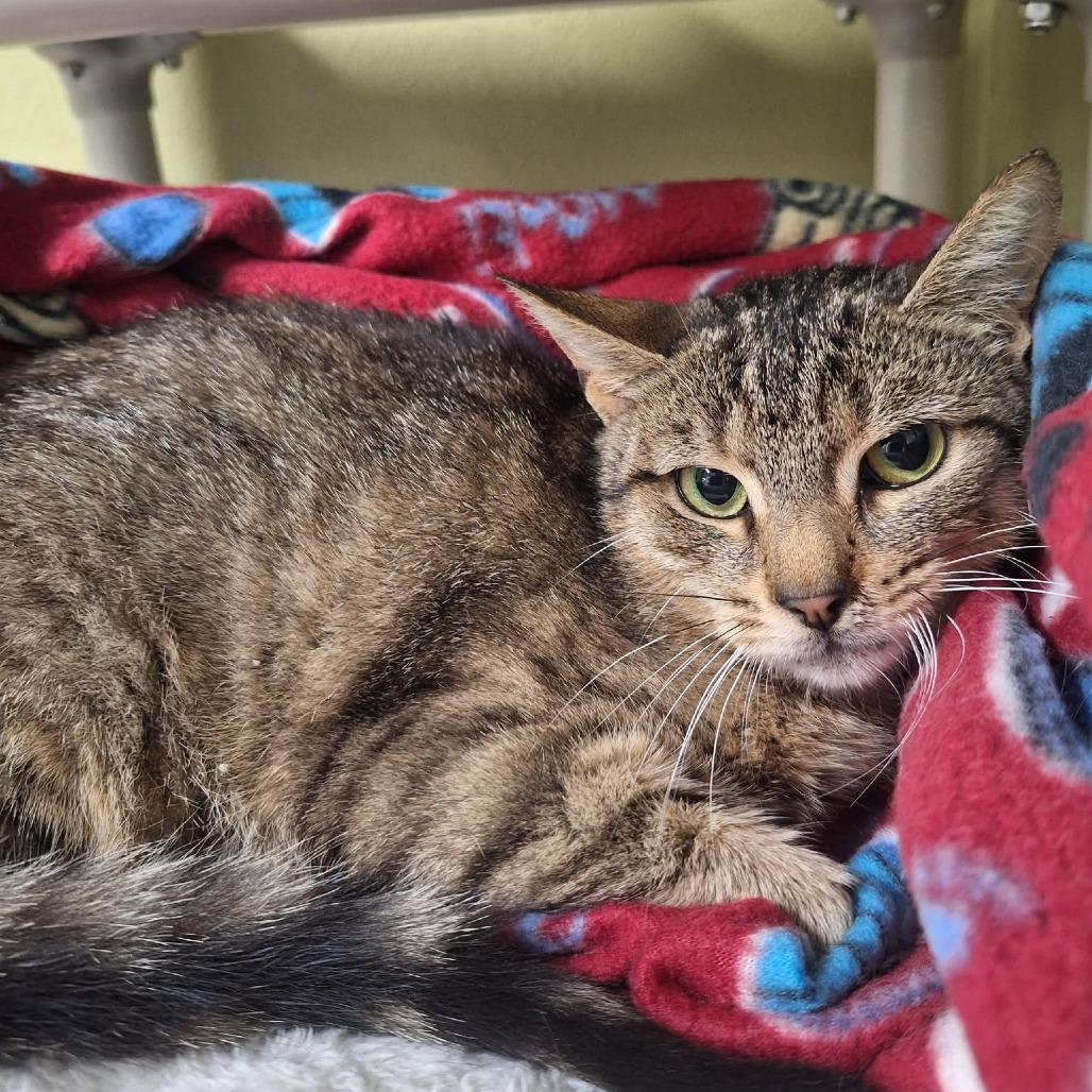 Enlarge Vintage, a Adoptable Domestic Short Hair in Attica, NY image 2/2