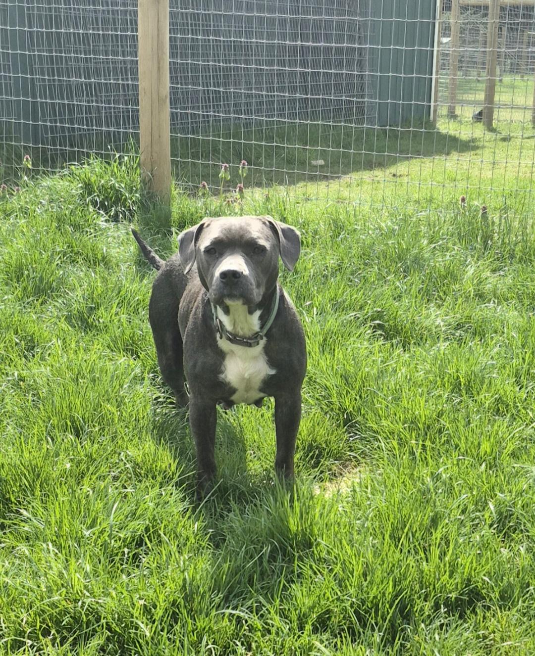 Lani , ADOPTABLE, Young Female Pit Bull Terrier.