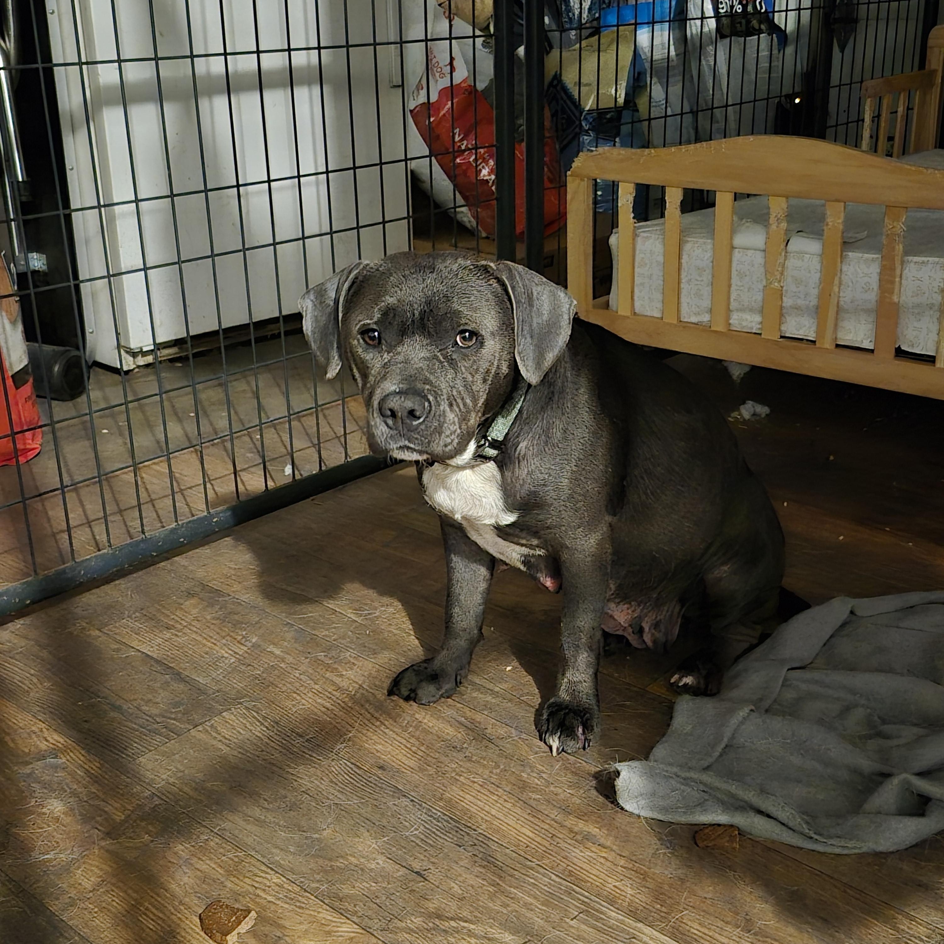 Lani , a ADOPTABLE Pit Bull Terrier in Olympia, WA image 2/2