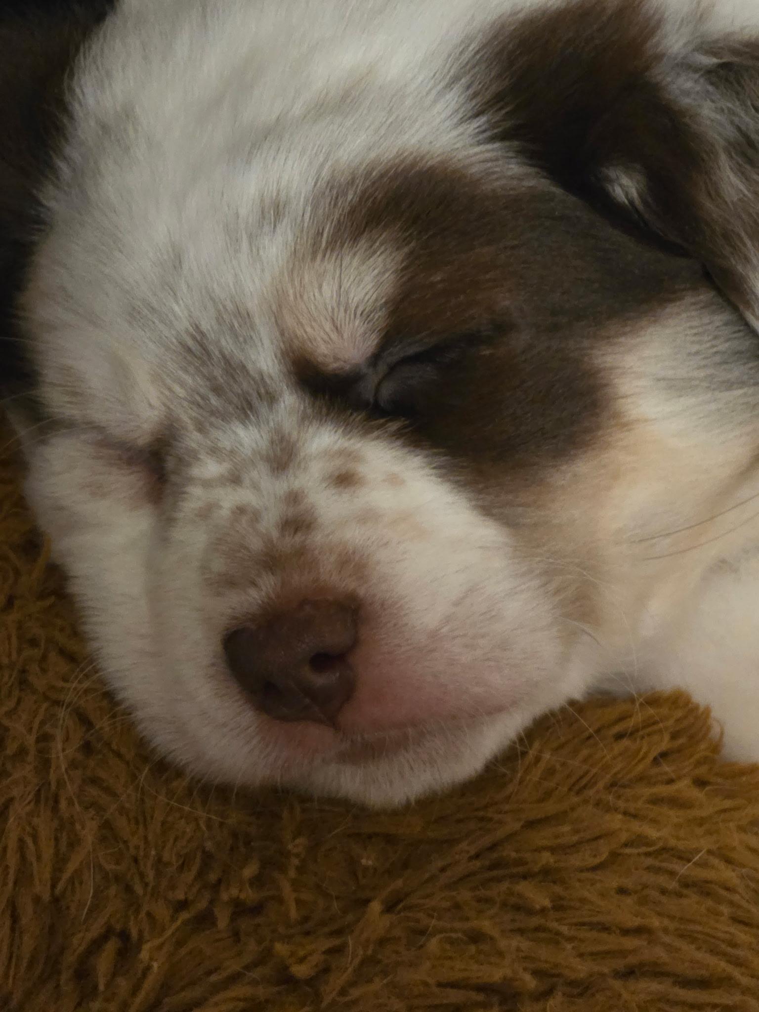 Enlarge Nugget, a Adopted Husky in Winston Salem, NC image 3/4