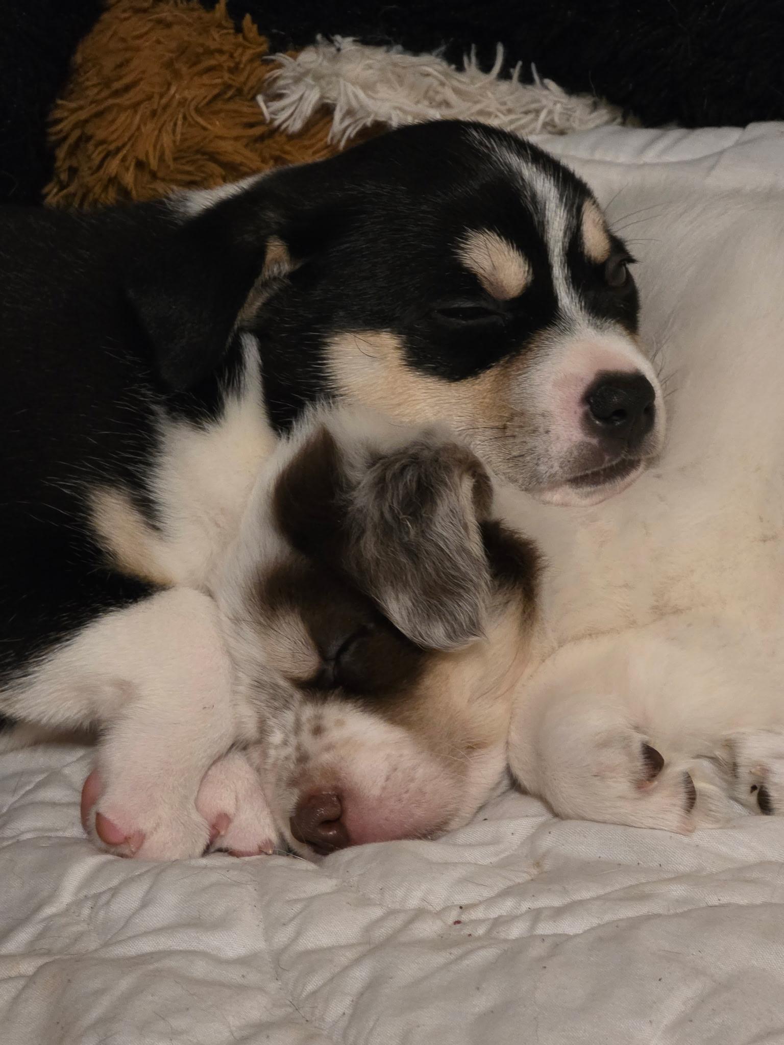 Enlarge Nugget, a Adopted Husky in Winston Salem, NC image 4/4