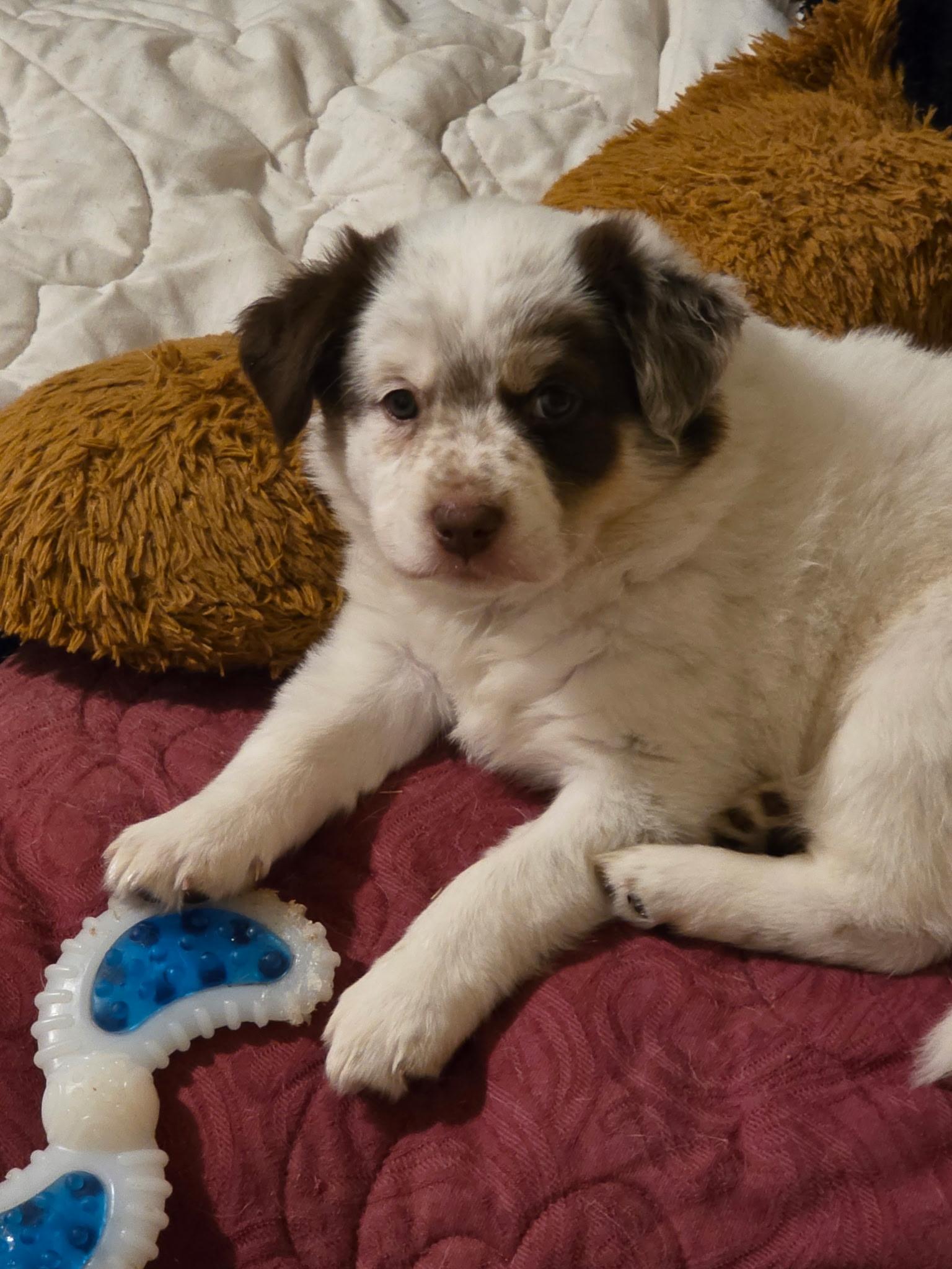 Enlarge Nugget, a Adopted Husky in Winston Salem, NC image 1/4