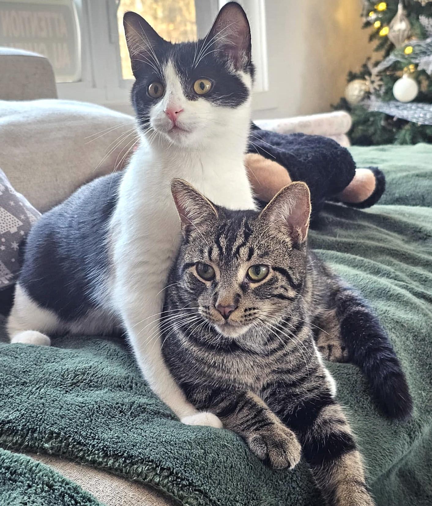 Enlarge Louis, a ADOPTABLE Domestic Short Hair in Chertsey, QC image 2/6