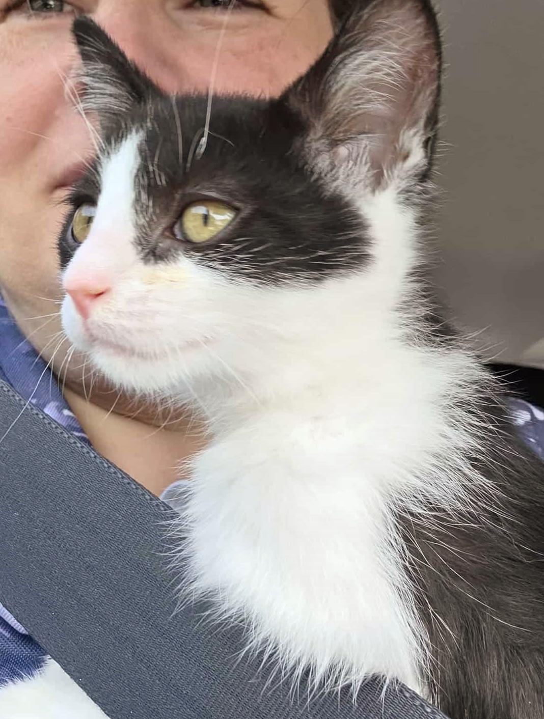 Enlarge Louis, a ADOPTABLE Domestic Short Hair in Chertsey, QC image 3/6