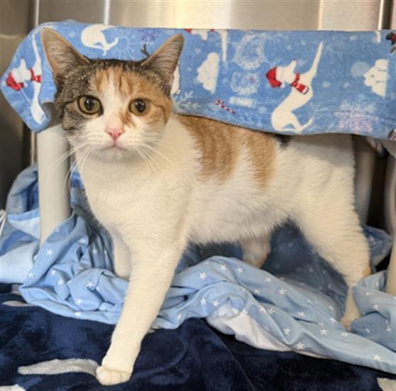 Enlarge JINX, a Adoptable Domestic Short Hair in Redlands, CA image 1/1