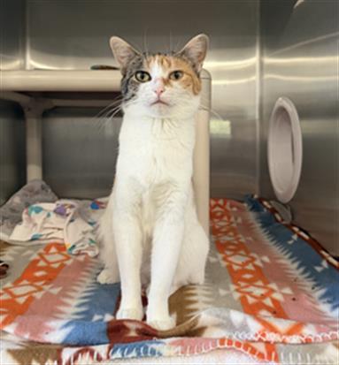 Enlarge JINX, a Adoptable Domestic Short Hair in Redlands, CA image 1/1