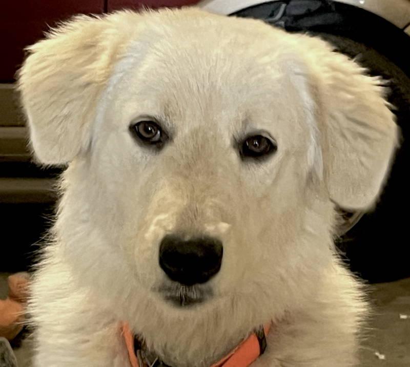 Lexi bonded with Dexter