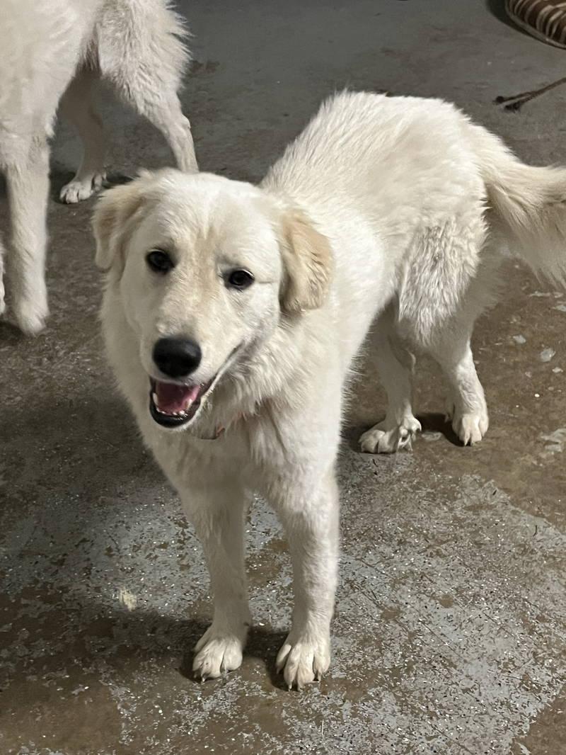 Lexi bonded with Dexter — thumbnail 2