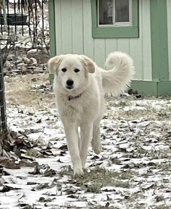 Lexi bonded with Dexter — thumbnail 3