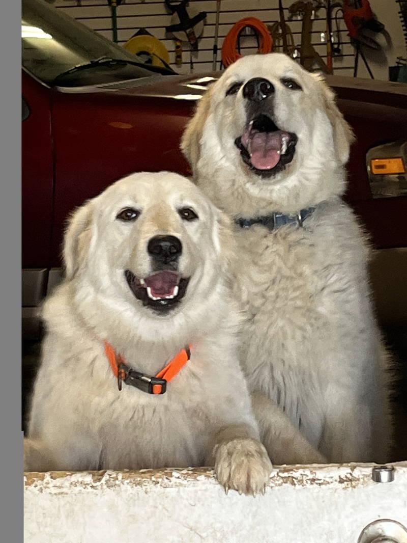 Lexi bonded with Dexter — thumbnail 5