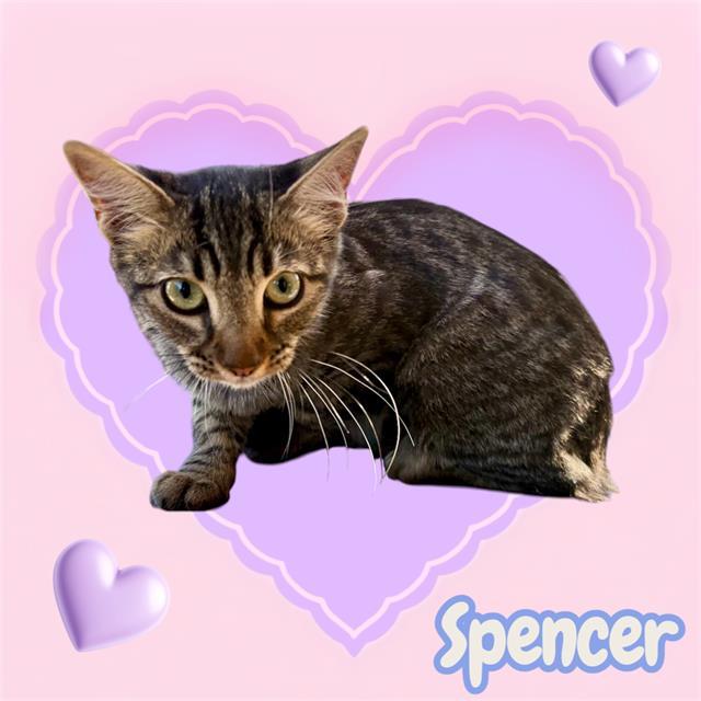 Enlarge SPENCER, a Adoptable mixed breed in Visalia, CA image 1/1