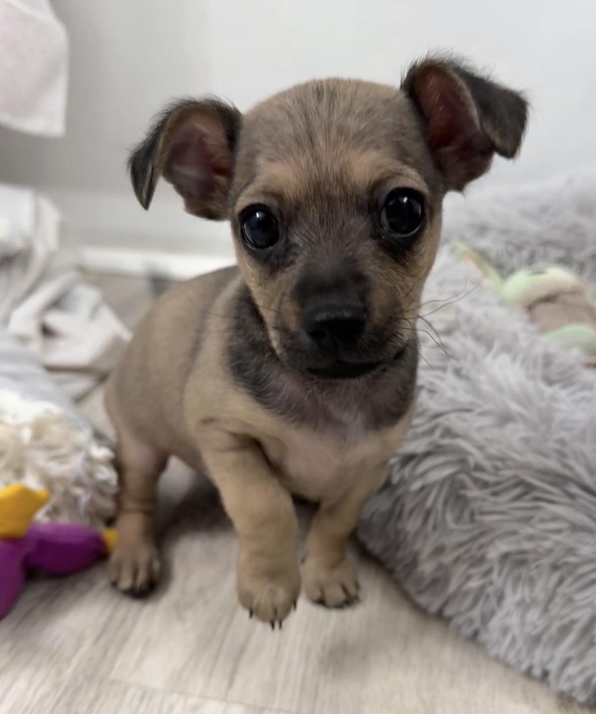 Enlarge Beetle, a Adoptable Chihuahua in Fort Worth, TX image 2/2
