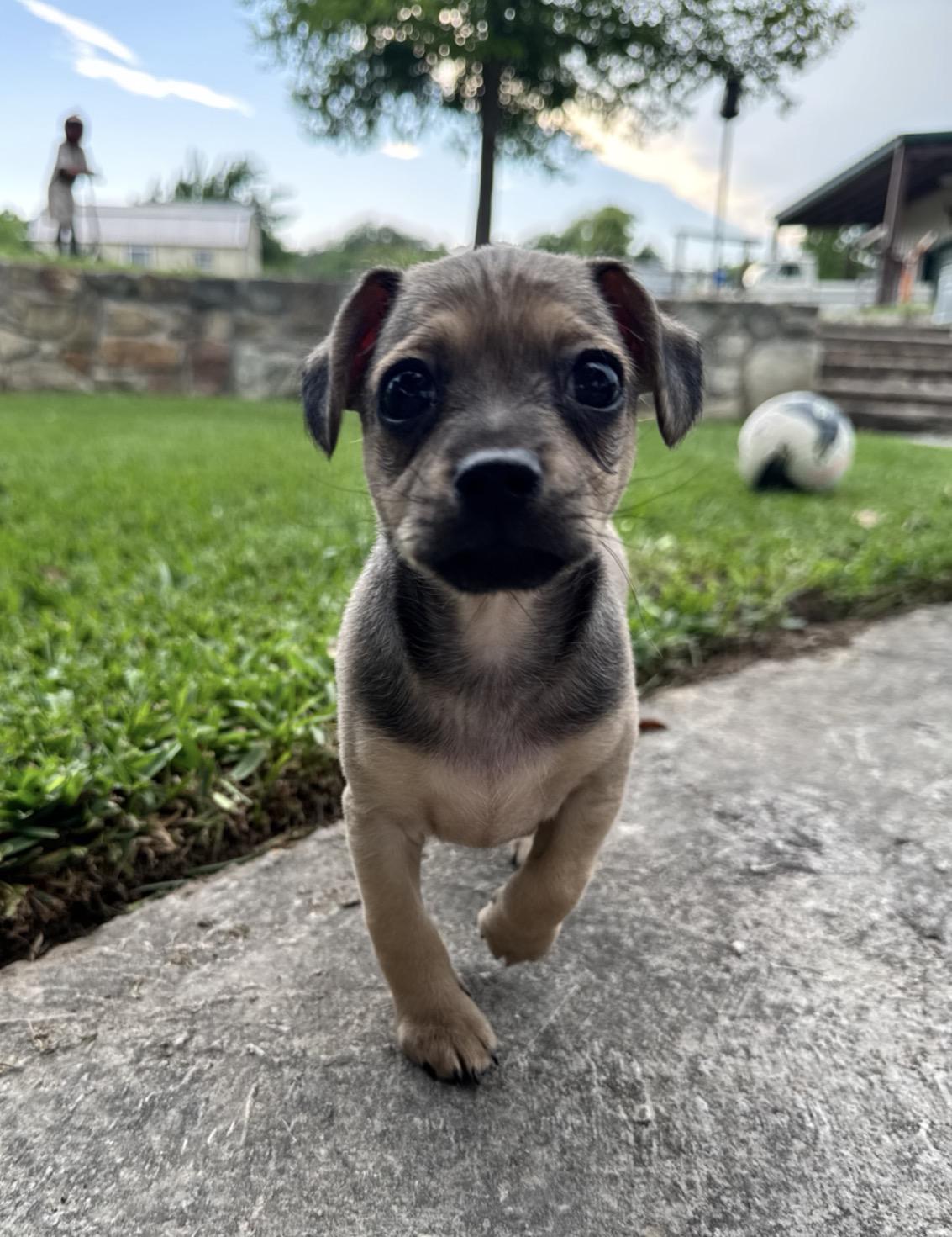 Beetle, Adoptable, Puppy Male Chihuahua.